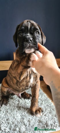 Boxer dogs - Advert 2