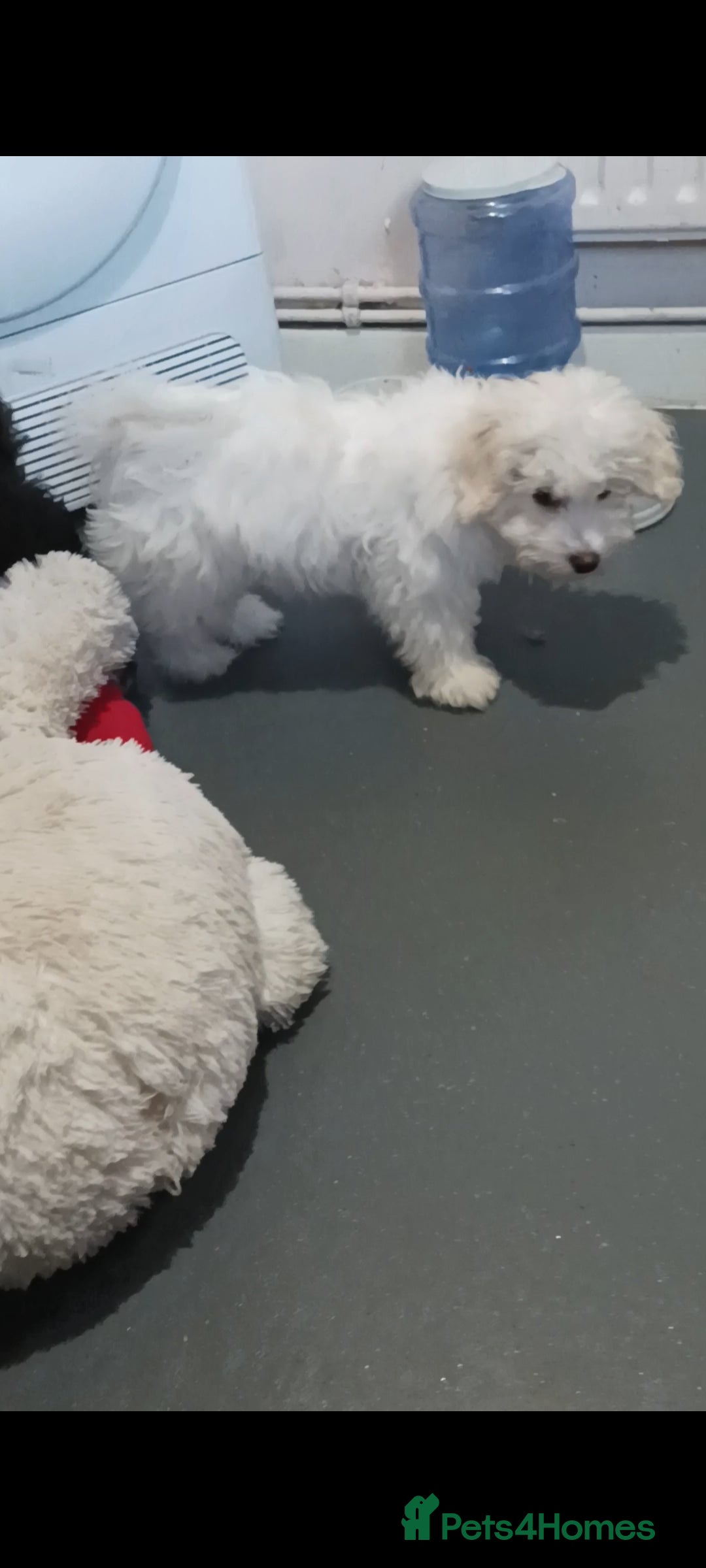 Maltipoo dogs for sale: Beautiful Maltipoo puppies  - Advert 12