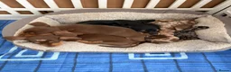 Dachshund dogs for sale: Absolutely gorgeous litter of 5 dachshund puppies - Advert 27