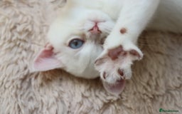 British Shorthair cats for sale: Ready CH Bloodlines BSH TICA registered kittens in Feltham - Image 24