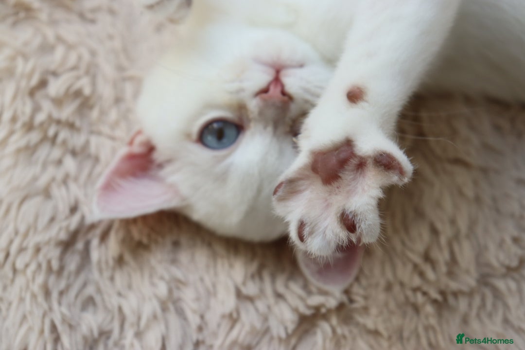British Shorthair cats for sale: Ready CH Bloodlines BSH TICA registered kittens in Feltham - Image 24