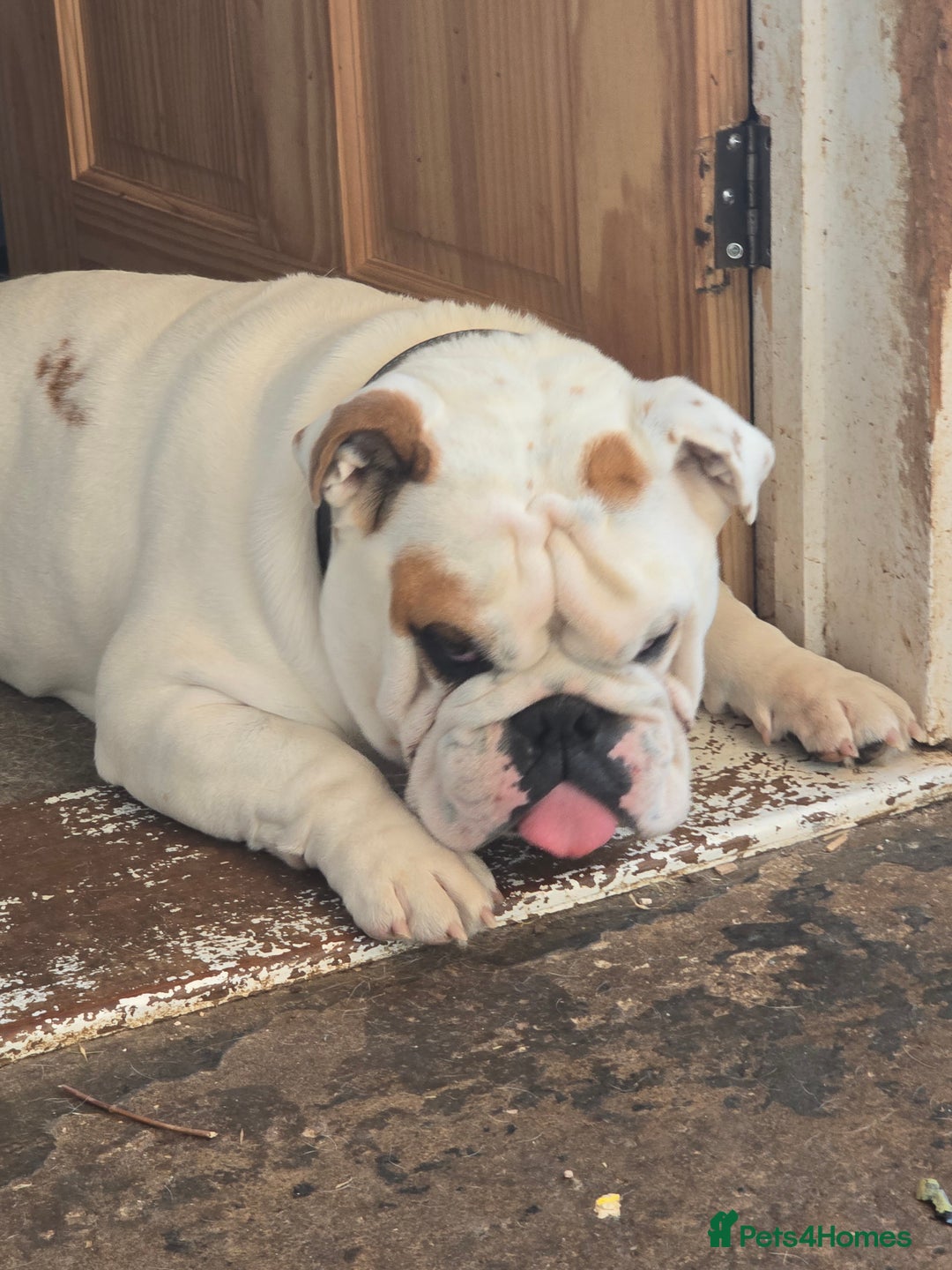 English Bulldog dogs for sale: 4 year old male english bulldog  - Advert 4