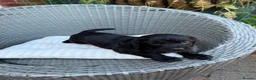 Sprocker dogs for sale: Sprocker spaniel  - Advert 18
