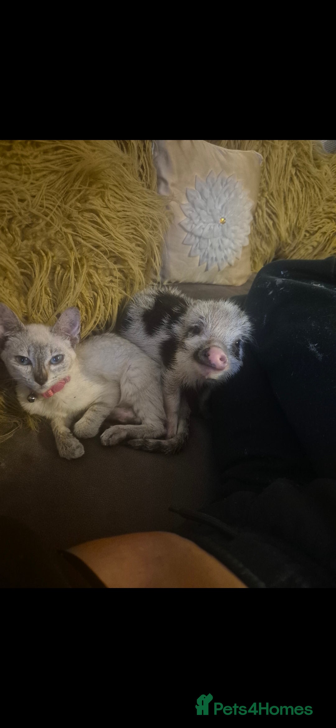 Siamese cats Siamese kitten  - Advert 1