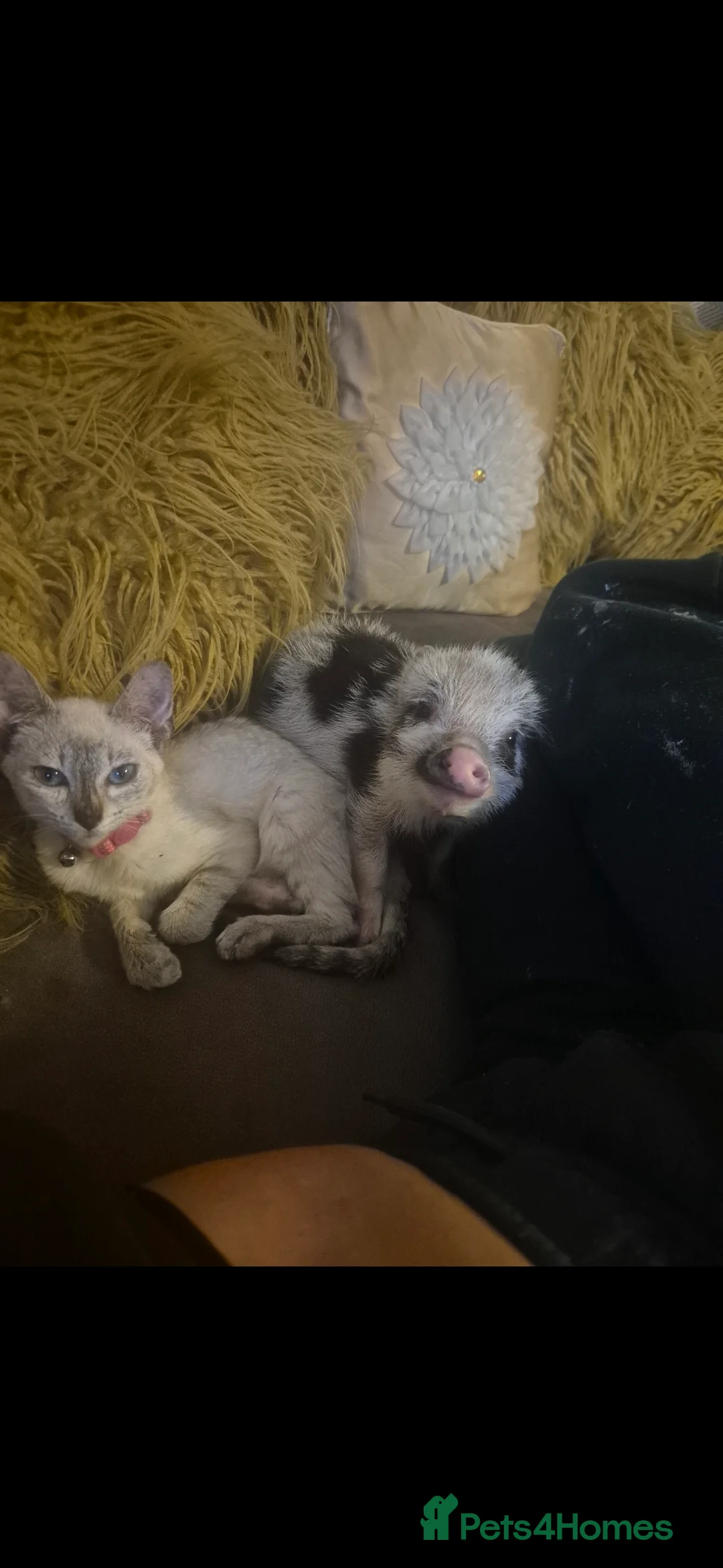 Siamese cats for sale: Siamese kitten  - Advert 1