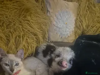 Siamese cats Siamese kitten - Advert 1