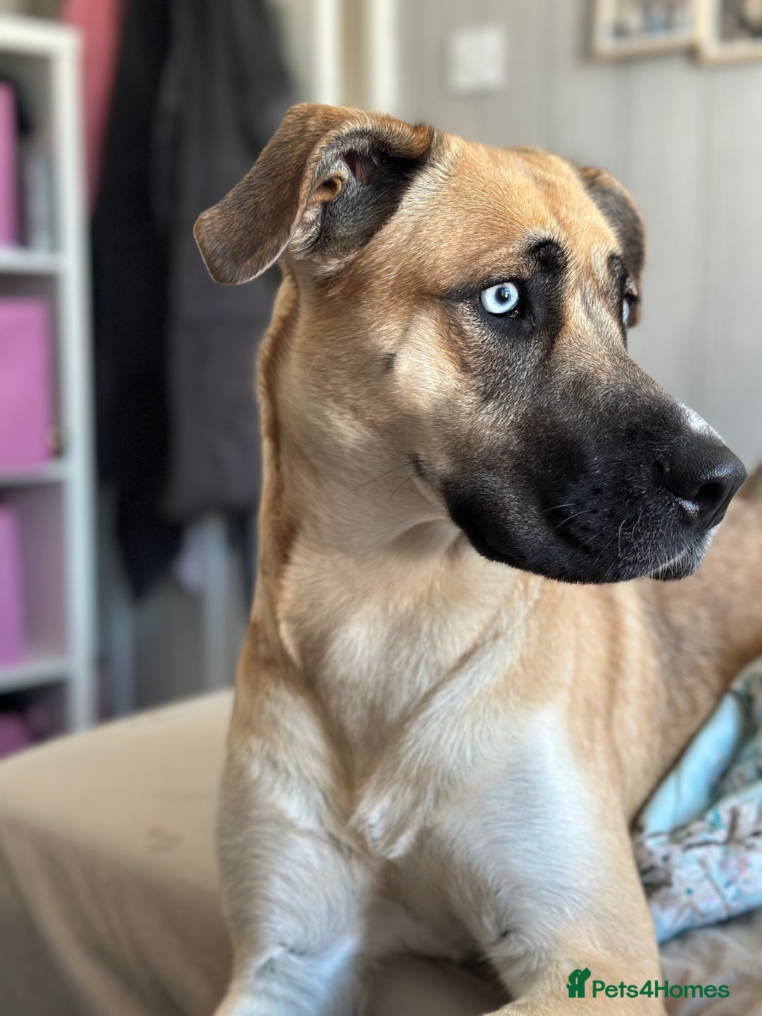 Shepsky dogs for sale: Beautiful Bitch for adoption we don’t want money - Image 9