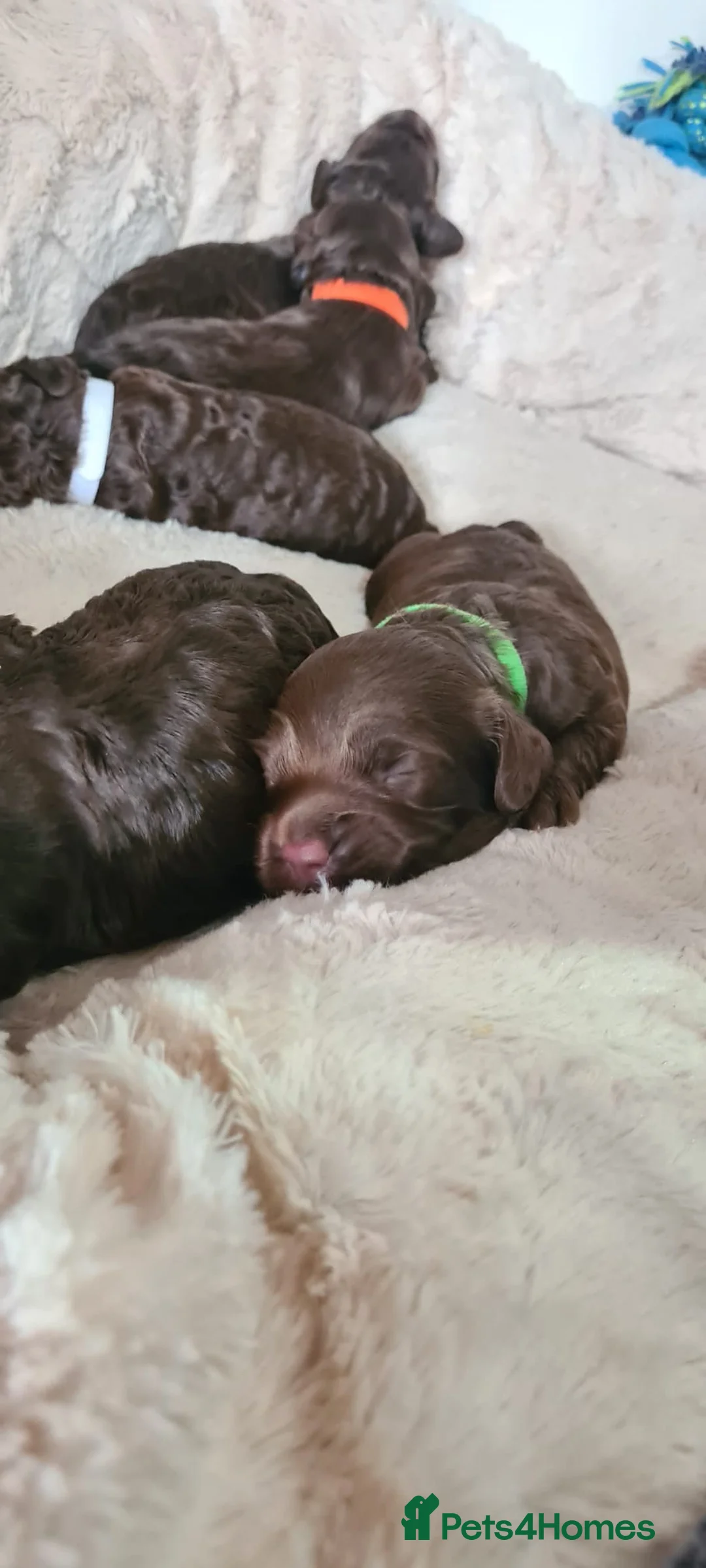 Cockapoo dogs for sale: Cockapoo puppies  - Advert 2