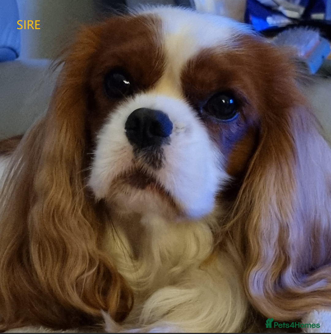 Cavalier King Charles Spaniel dogs for sale: ⭐Cavalier Boy -0% COI & Fully Health Tested⭐ - Image 19