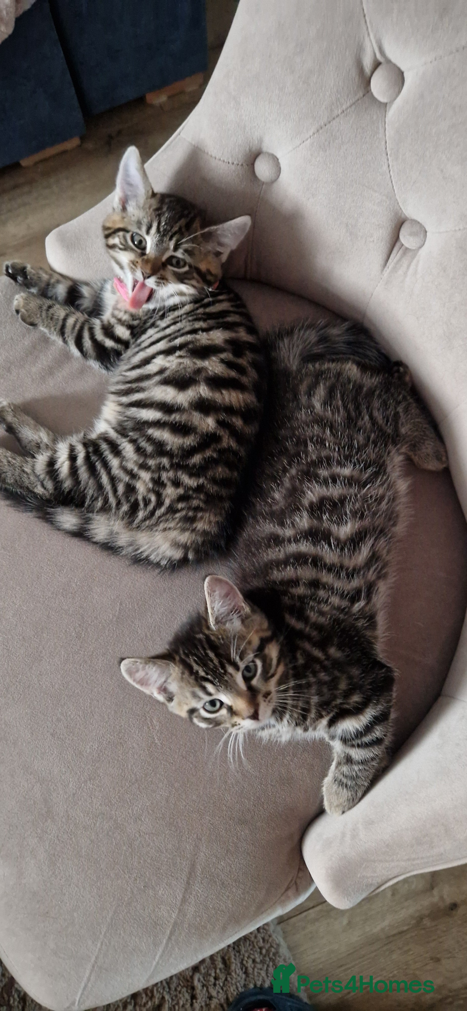 Mixed Breed cats 3 Mixed Kittens - Advert 8