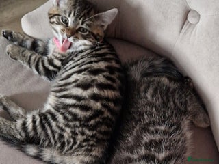 Mixed Breed cats 3 Mixed Kittens - Advert 2