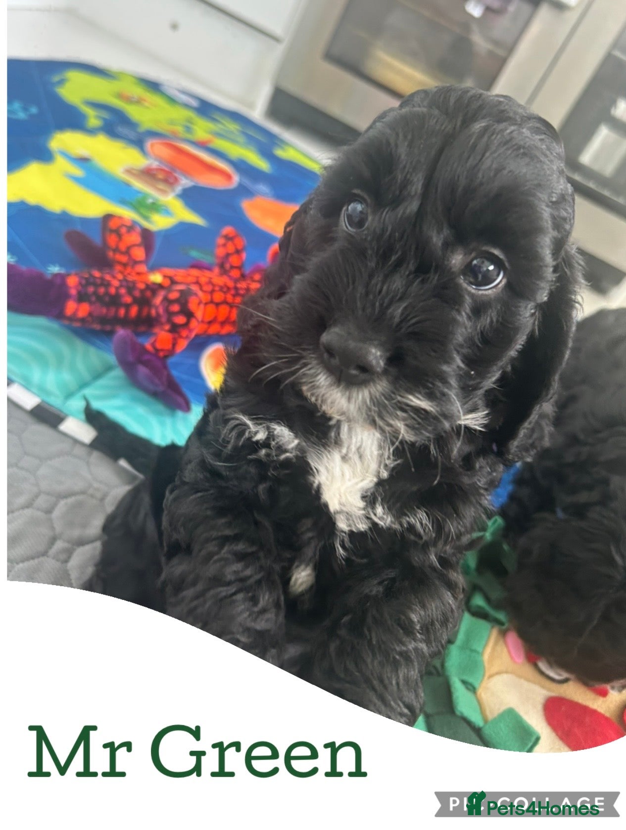 Cockapoo dogs Beautiful puppies from 5 star home breeder - Advert 16