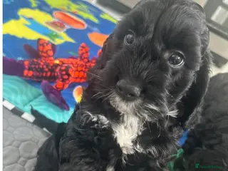 Cockapoo dogs Beautiful puppies from 5 star home breeder - Advert 16