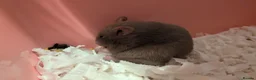 Hamster rodents for sale: Beautiful dove female Syrian hamster  - Advert 3