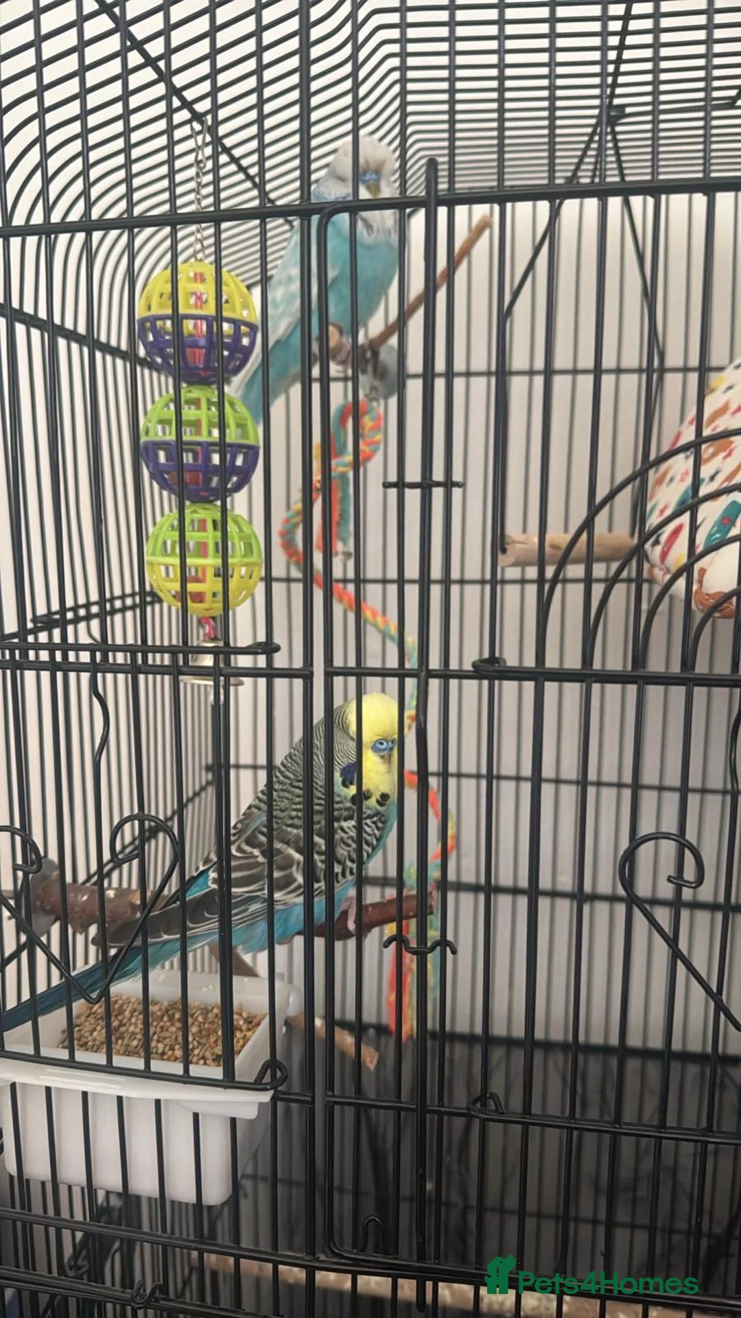 Budgerigars birds for sale: Baby budgies  in Worcester - Advert 2