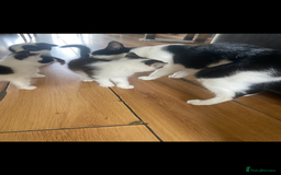 British Shorthair cats for sale: Kittens  - Image 12