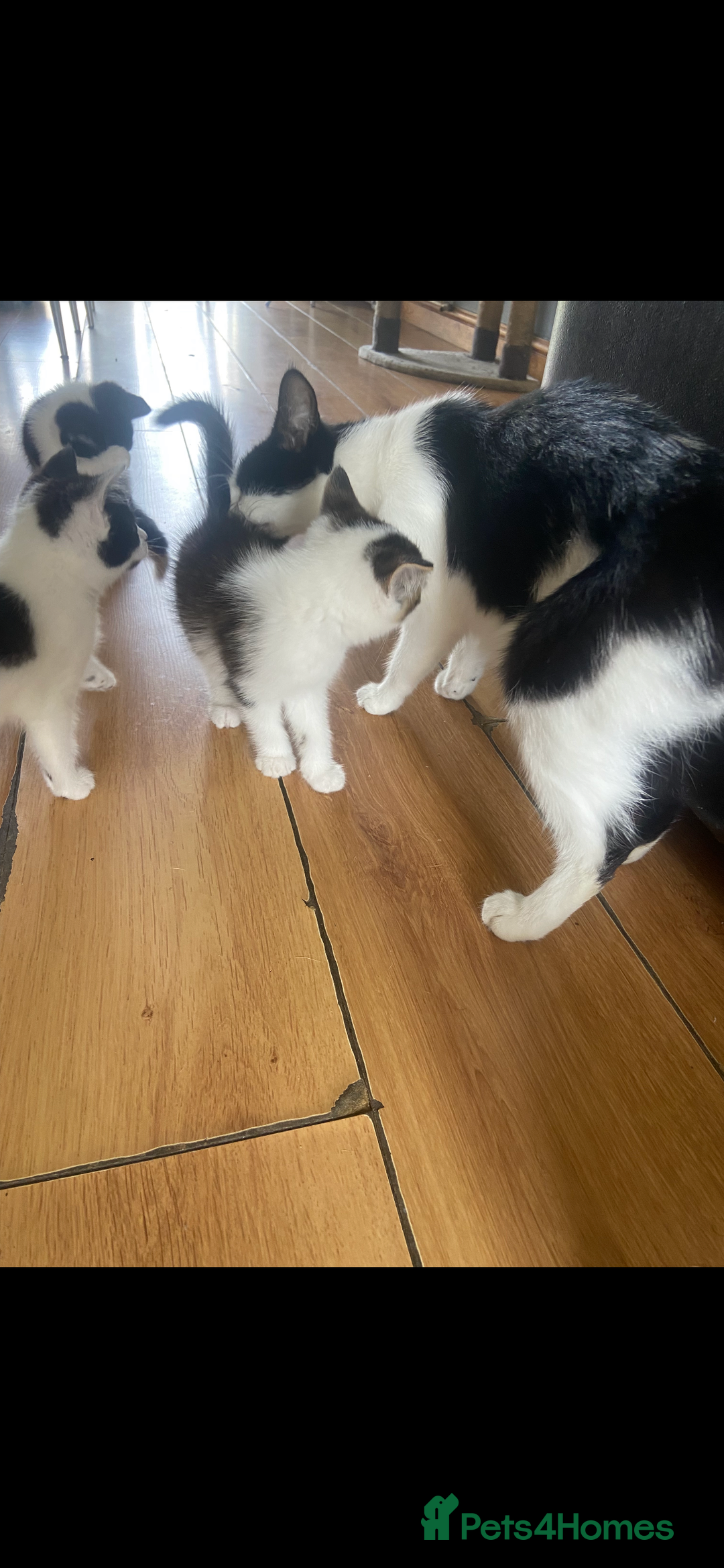 British Shorthair cats for sale: Kittens  - Image 12