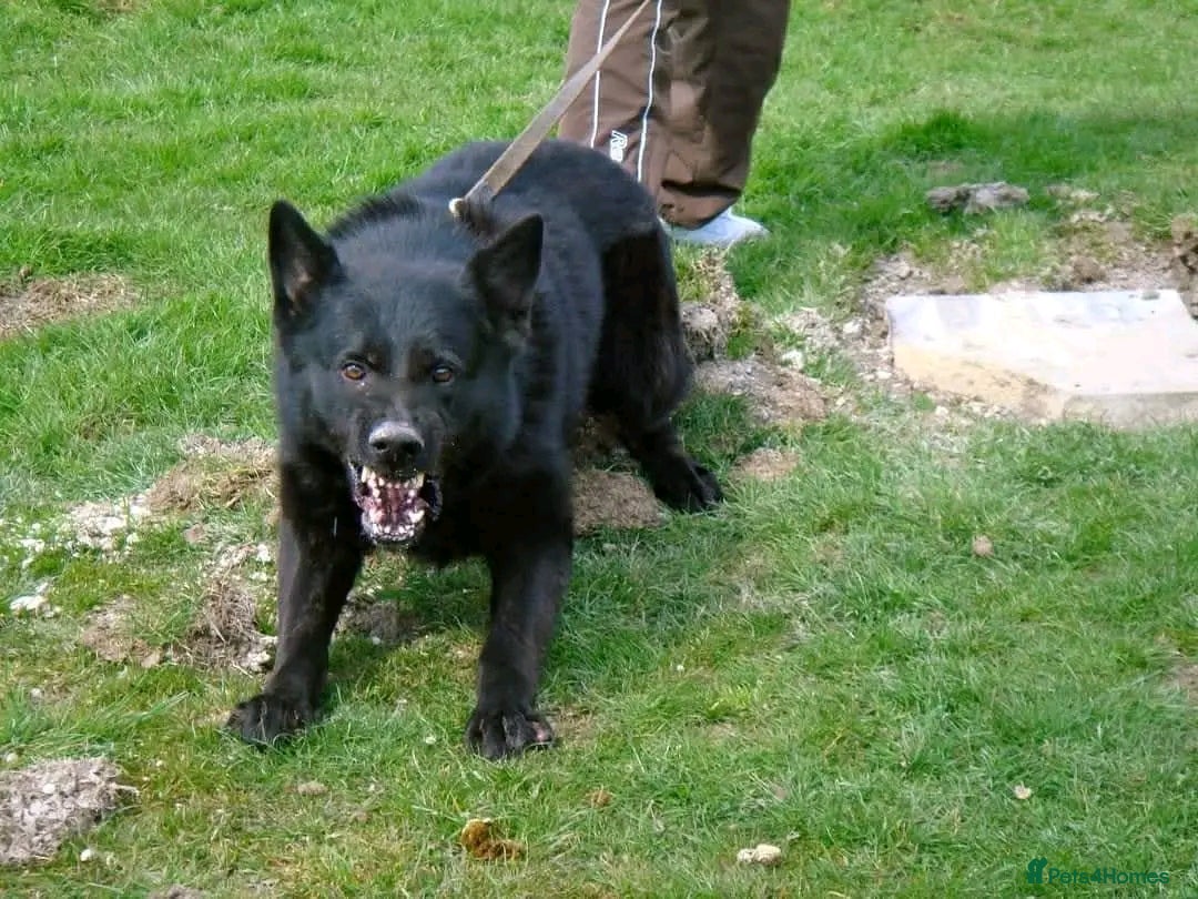German Shepherd dogs for sale: CZECH DDR WEST GERMAN OLD BLOODLINE KC - Image 37