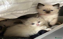 Ragdoll cats for sale: 5 Beautiful Ragdoll Kittens  - Image 38