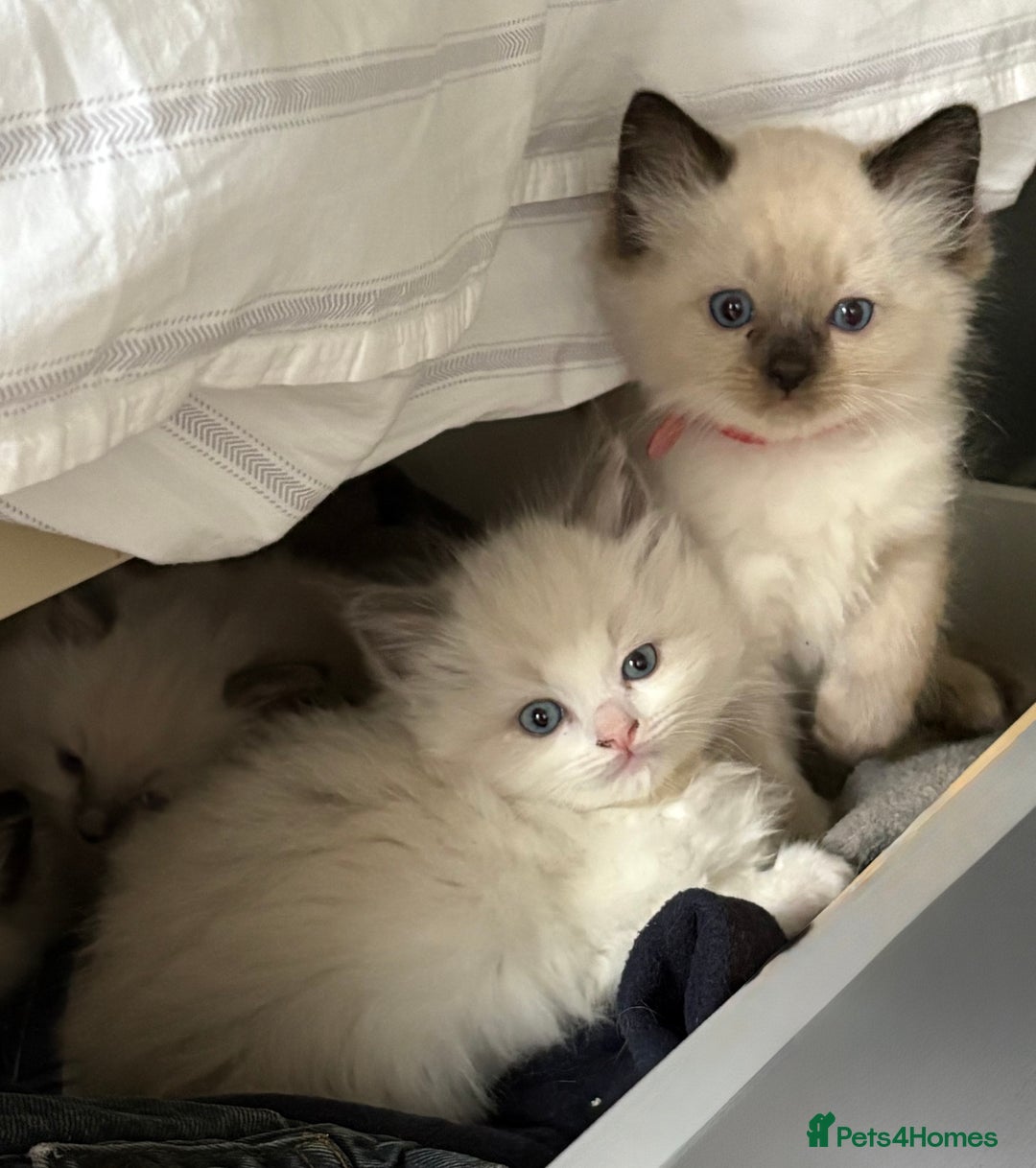 Ragdoll cats for sale: 5 Beautiful Ragdoll Kittens  - Image 38