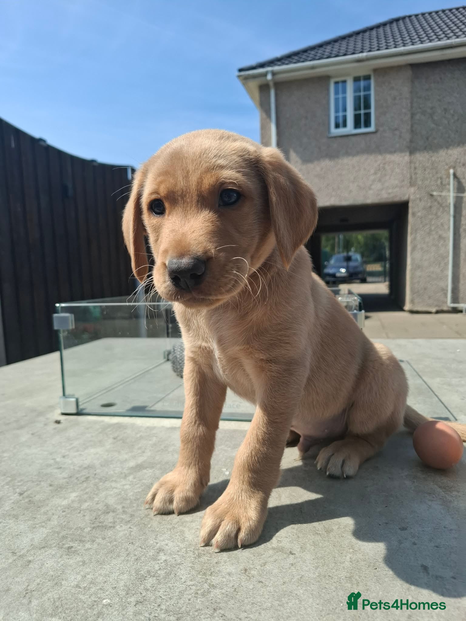 Labrador Retriever dogs   Labrador boy puppy - Advert 1