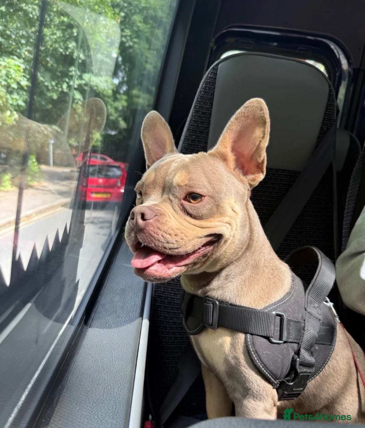 Mixed Breed dogs Reggie - Advert 7