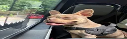Mixed Breed dogs for sale: Reggie - Advert 1