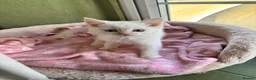 Ragdoll cats for sale: Sweet Ragdoll x angora - Advert 23