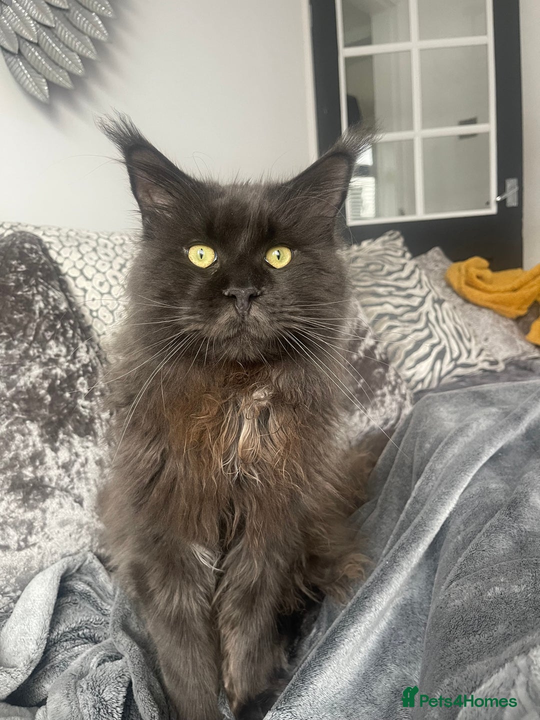 Maine Coon cats for sale: Maincoon kittens  - Image 14