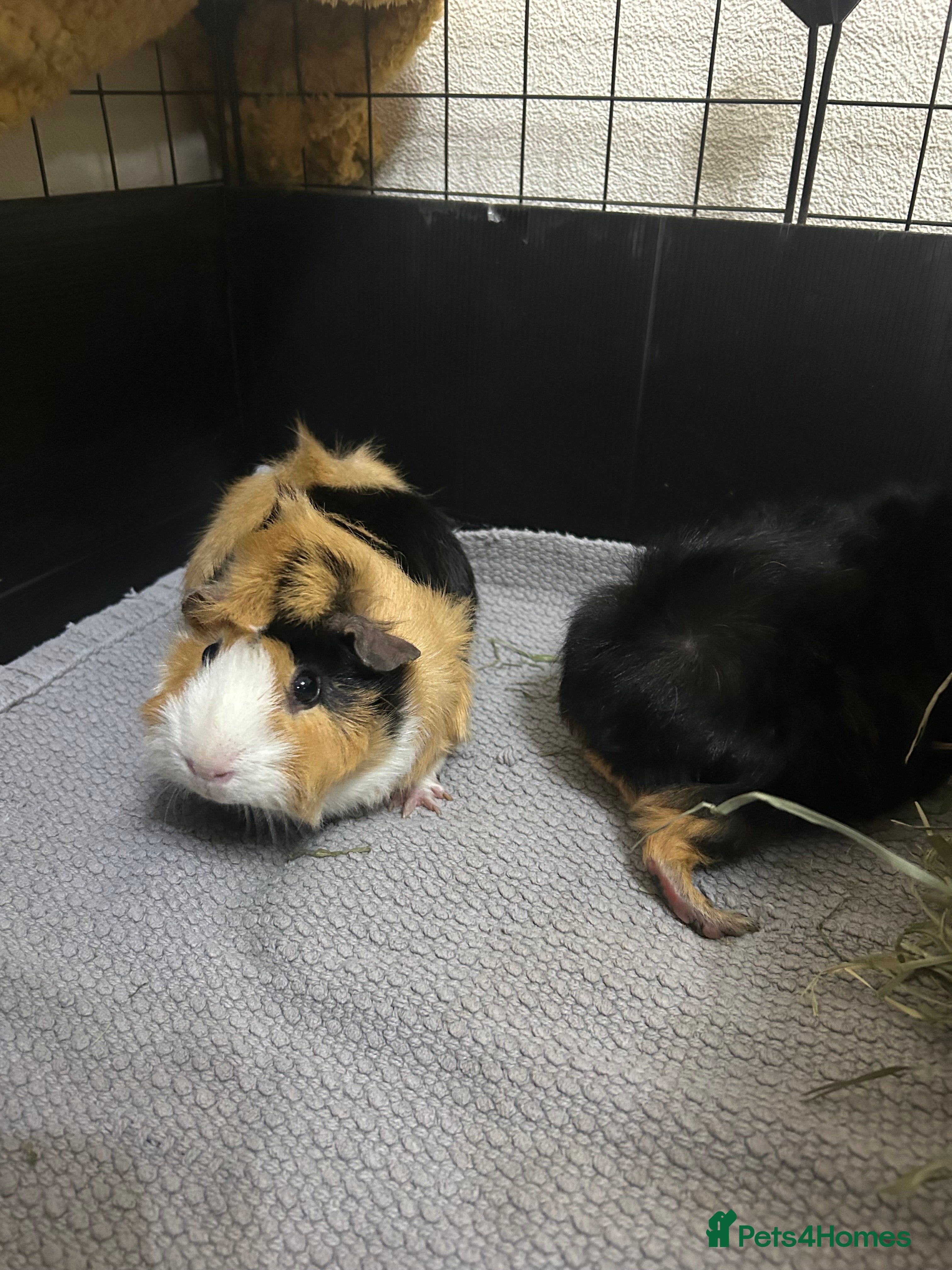 Guinea Pig rodents Female guinea pig pair to rehome - Advert 2