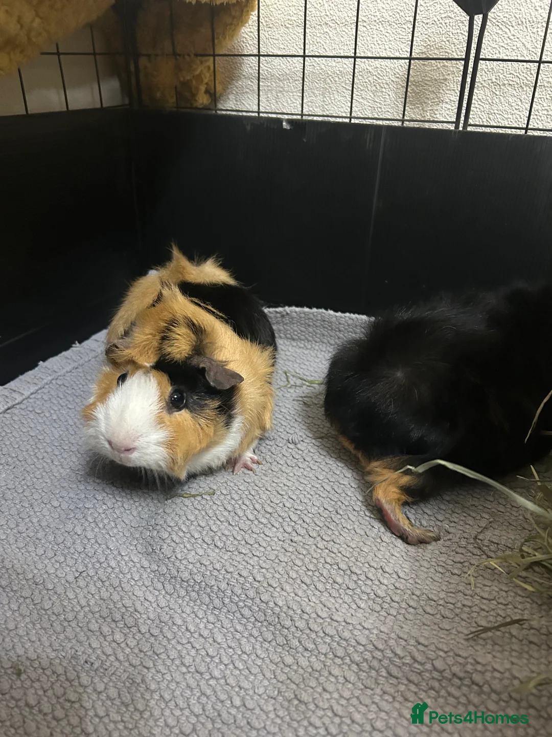 Guinea Pig rodents for sale: Female guinea pig pair to rehome in Abingdon - Advert 1