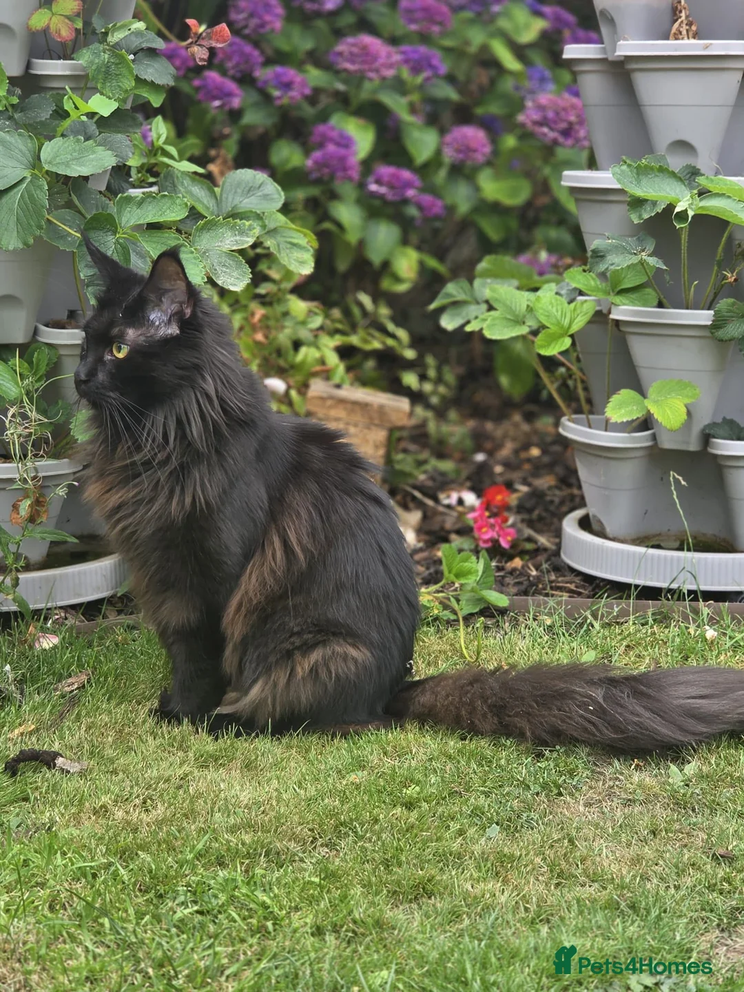 Maine Coon cats for sale: Stunning Lady Maine Coon  - Advert 2