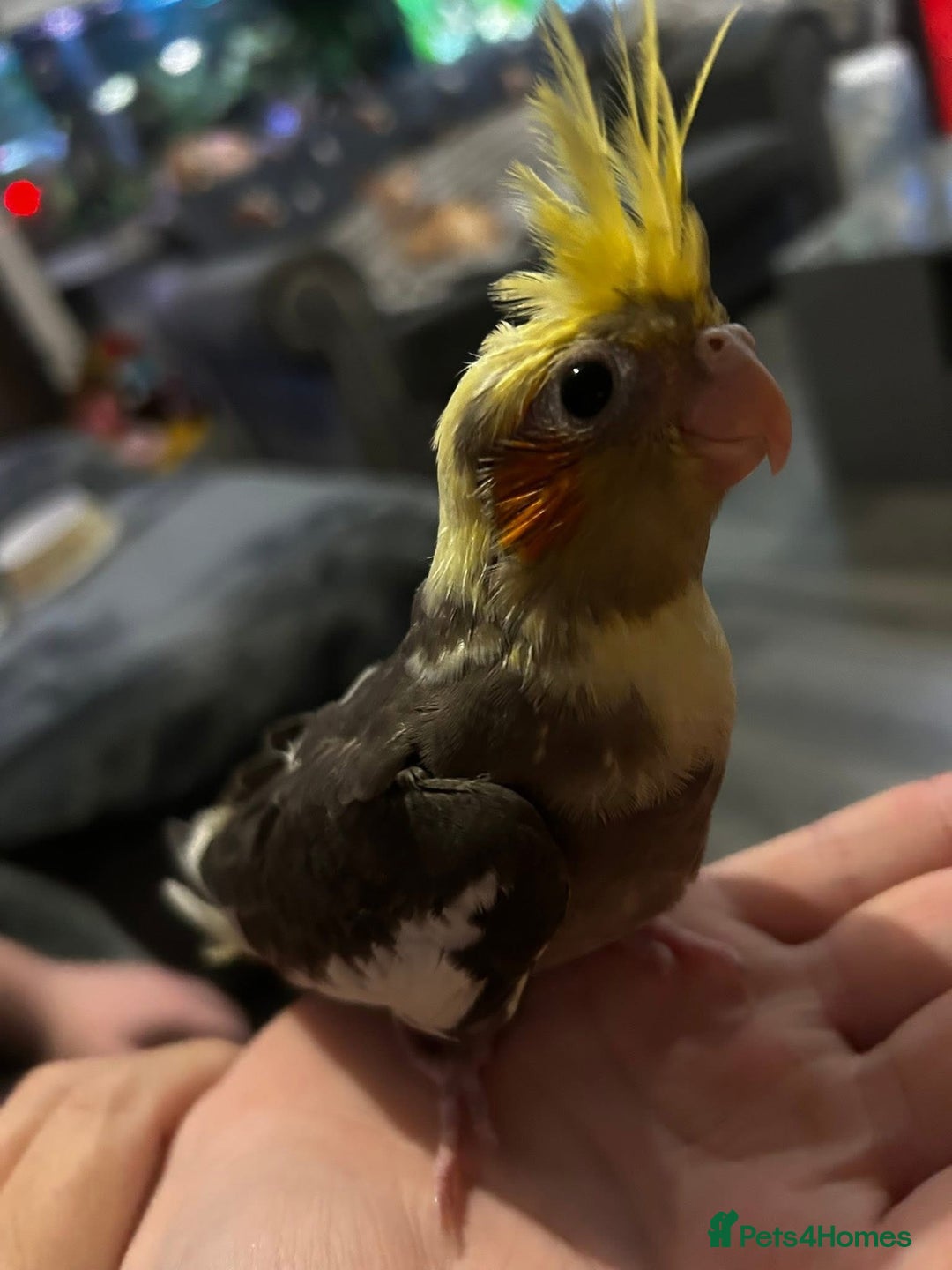 Cockatiels birds for sale:  Baby Cockatiels for sale - Advert 17