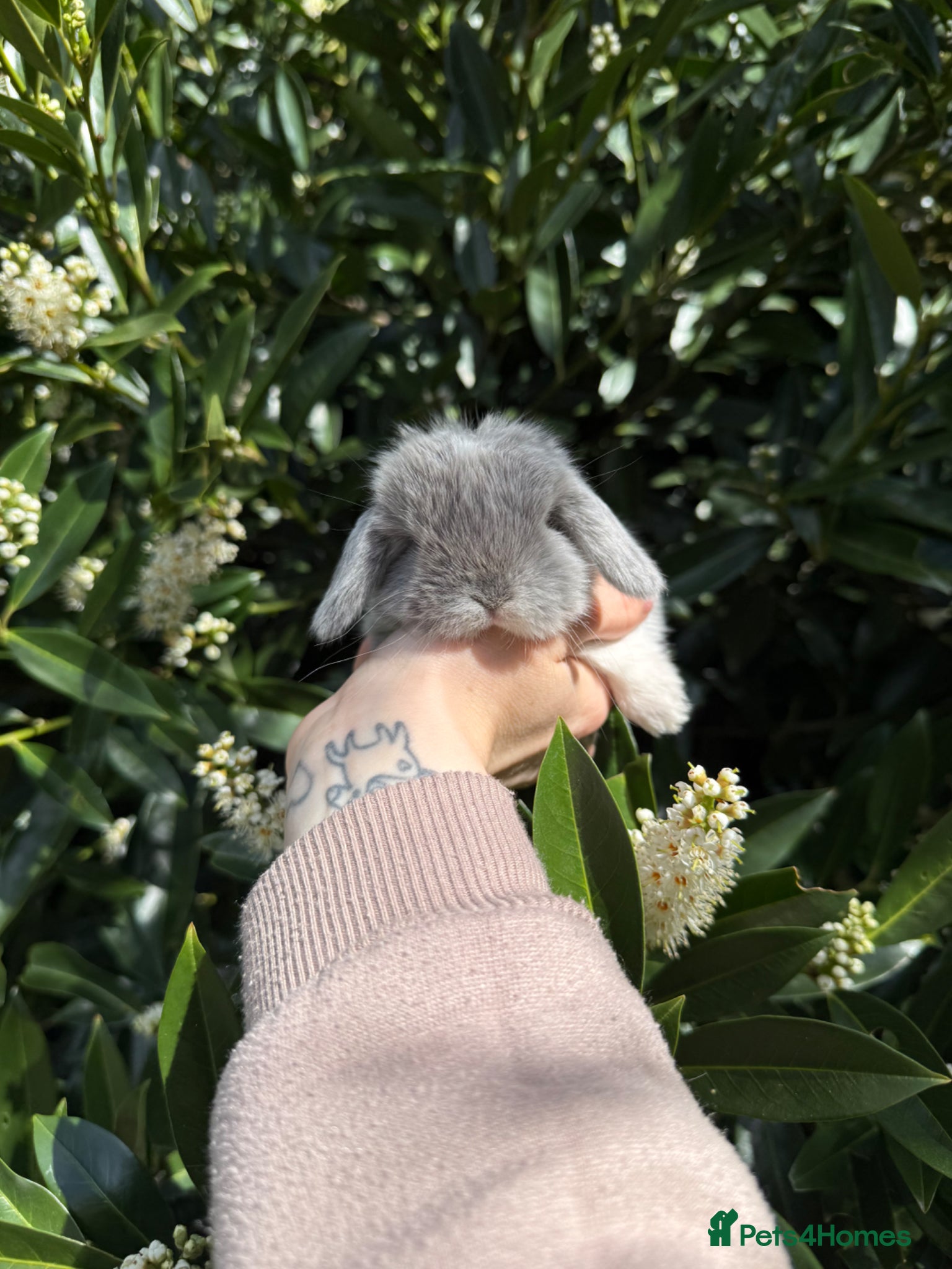 Mini Lop rabbits Hobby breeder of mini lops bunnies  - Advert 1