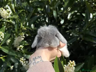 Mini Lop rabbits Hobby breeder of mini lops bunnies - Advert 2