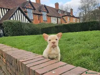 French Bulldog dogs French bulldog female puppies - Advert 22