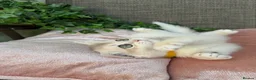 British Shorthair cats for sale: British Shorthair golden kittens GCCF  - Advert 13