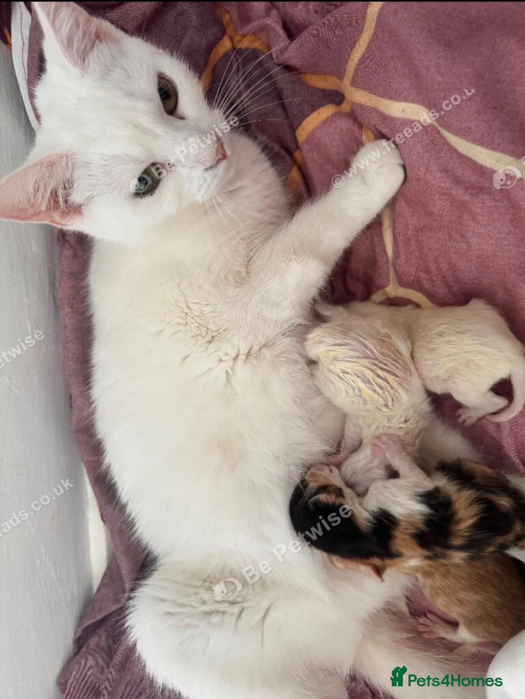 Mixed Breed cats for sale: 3 beautiful girls looking for forever homes in Bishop Auckland - Advert 1