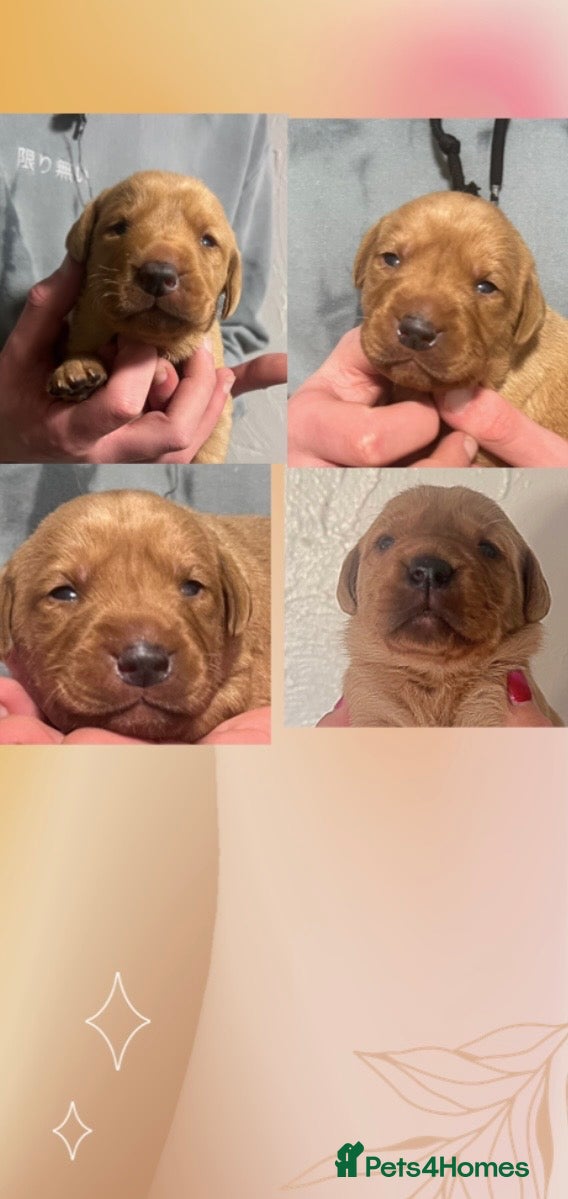 Labrador Retriever dogs SUPER DARK FOX RED LAB PUPS HEALTH TESTED PARENTS - Advert 8