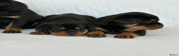Rottweiler dogs for sale: Show Quality RKC Rottweiler Puppies in Manchester - Advert 2