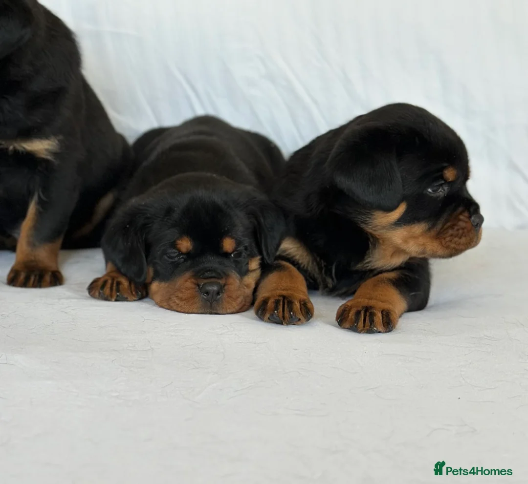 Rottweiler dogs for sale: Show Quality RKC Rottweiler Puppies in Manchester - Advert 2