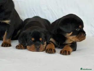 Rottweiler dogs Show Quality RKC Rottweiler Puppies - Advert 2