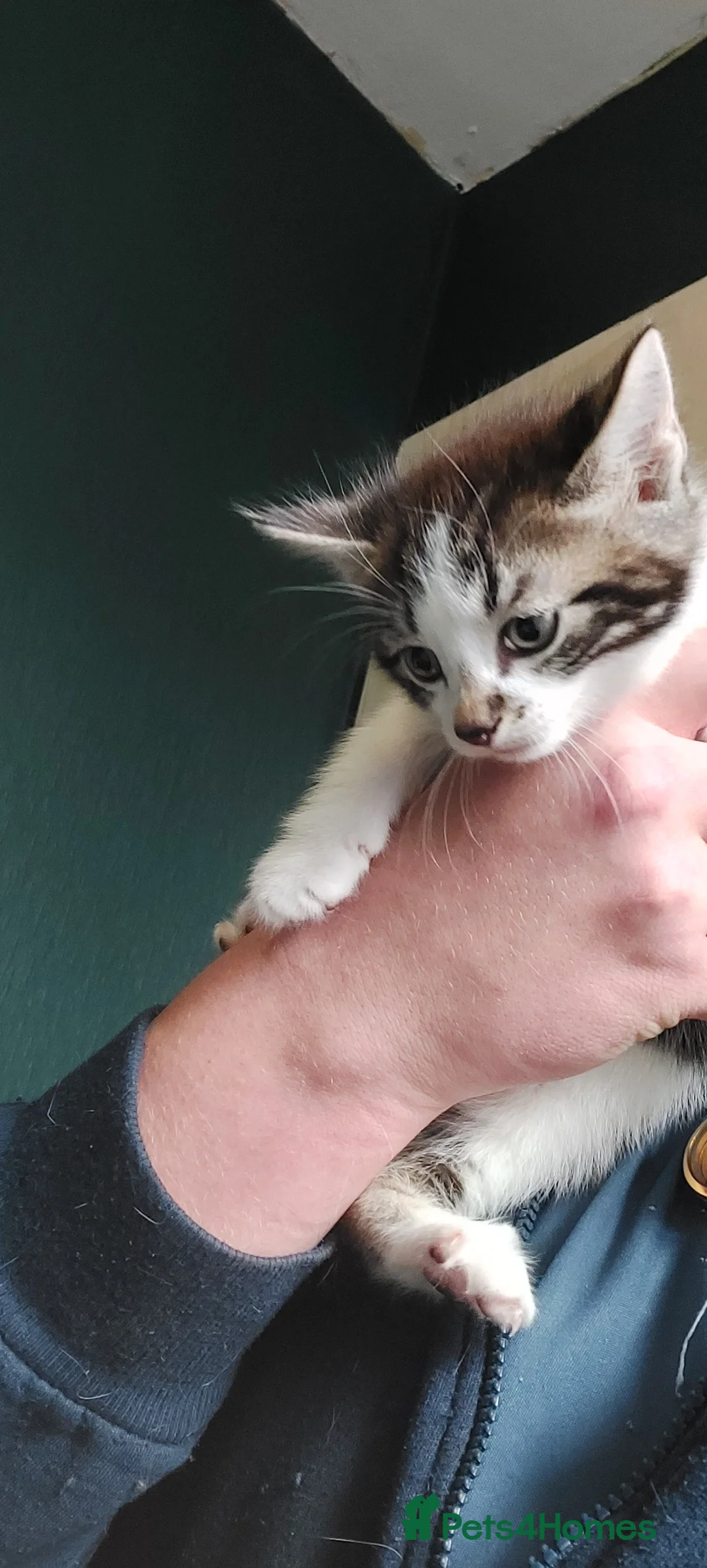 Mixed Breed cats for sale: Mixed Breed Kittens For Sale - Advert 5