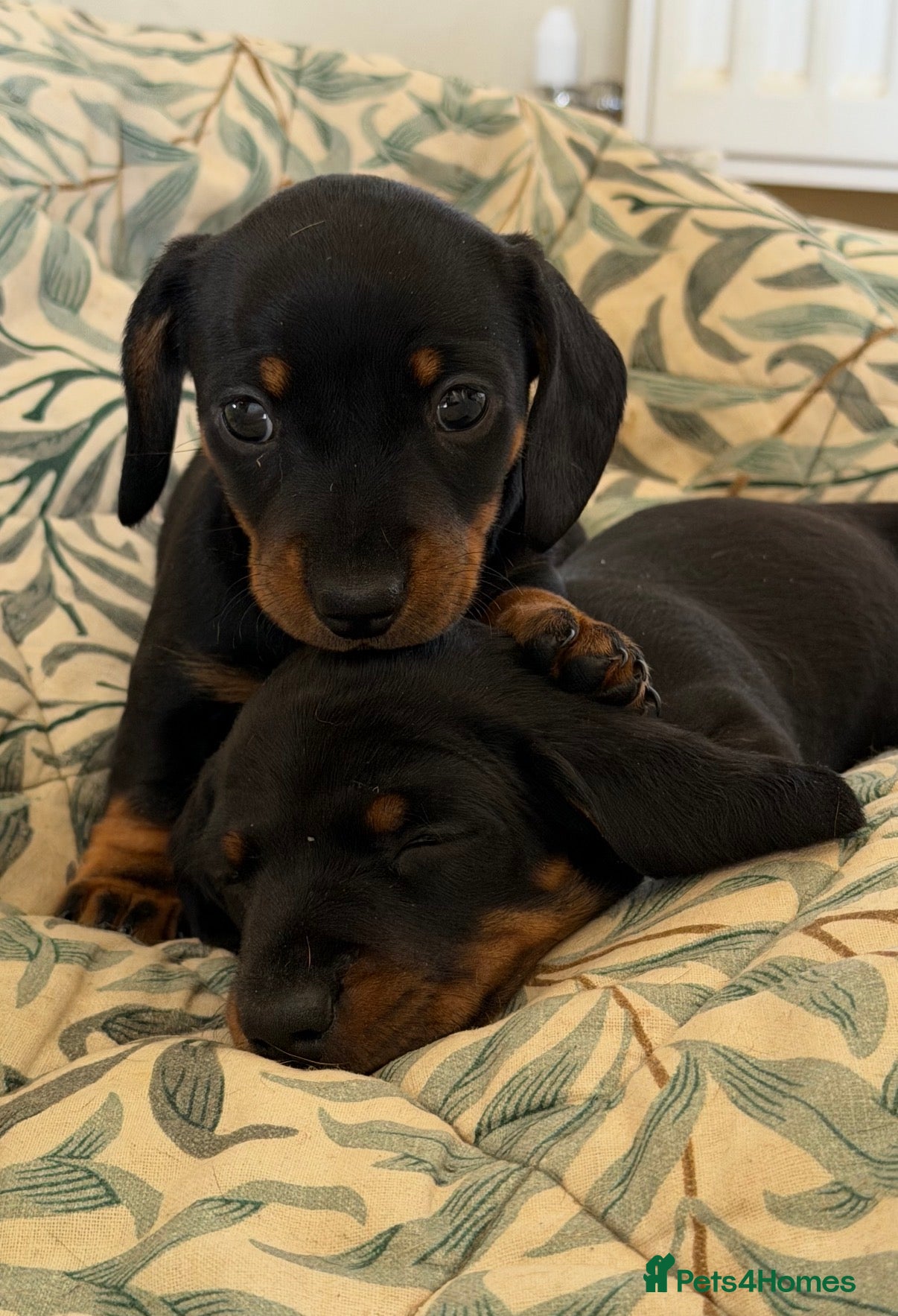 Miniature Dachshund dogs Meet Our Little Sausage Squad 🌭 - Advert 2