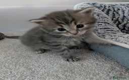 Maine Coon cats for sale: Maincoon - Image 12