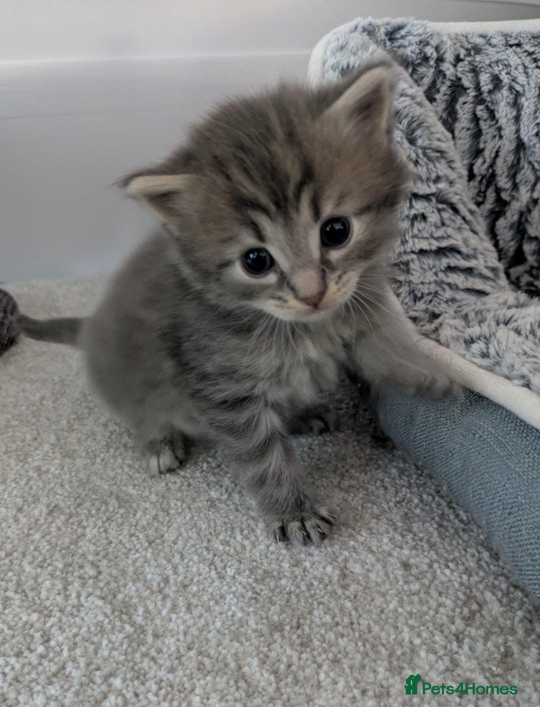 Maine Coon cats for sale: Maincoon - Image 12