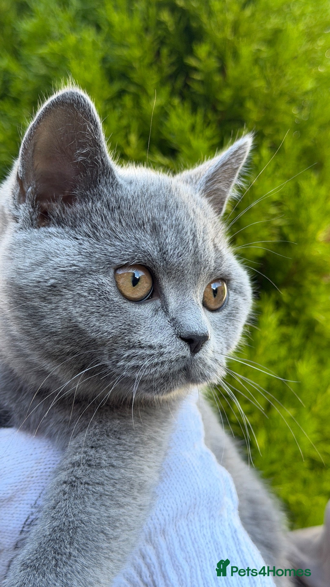 British Shorthair cats Lovely British Shorthair kittens for sale! - Advert 1