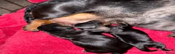 Miniature Dachshund dogs for sale: Miniature smooth haired dachshund  - Advert 10