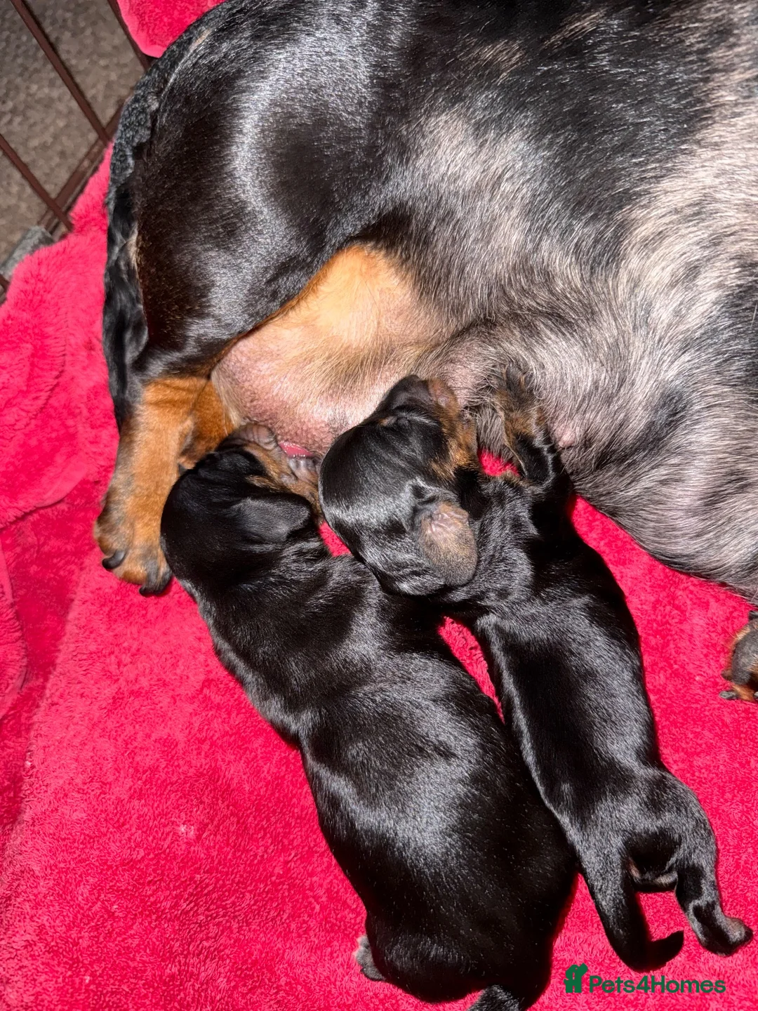 Miniature Dachshund dogs for sale: Miniature smooth haired dachshund  - Advert 10