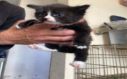 Maine Coon cats for sale: Maine coon x  - Image 10